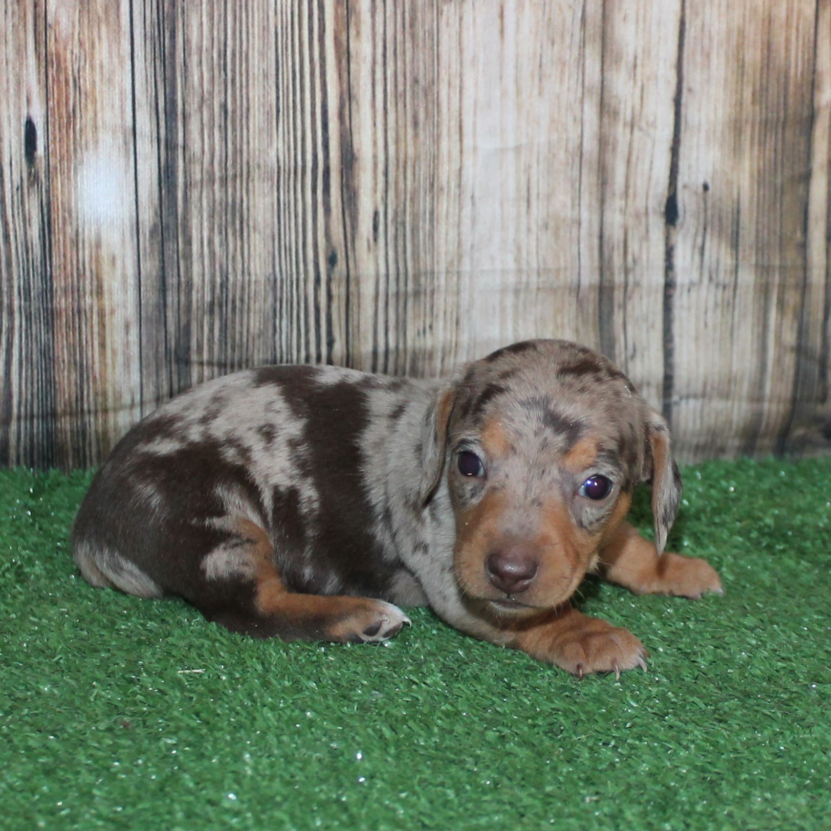 Thumb Gallery 4